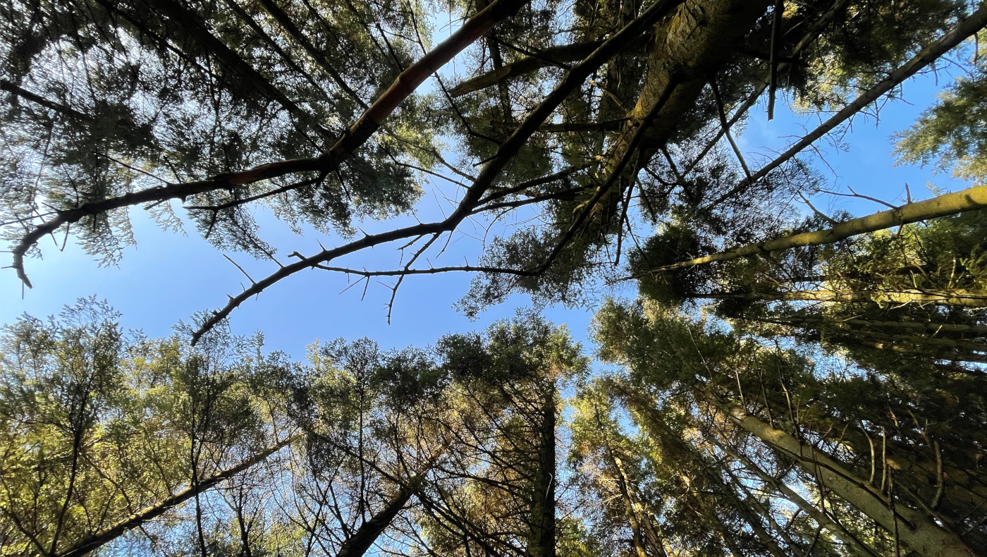 Tall trees reaching towards blue sky