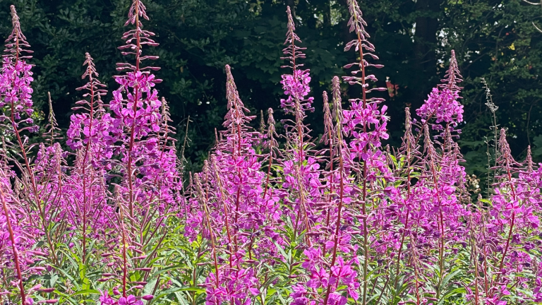 Vibrant pink flowers in lush greenery.