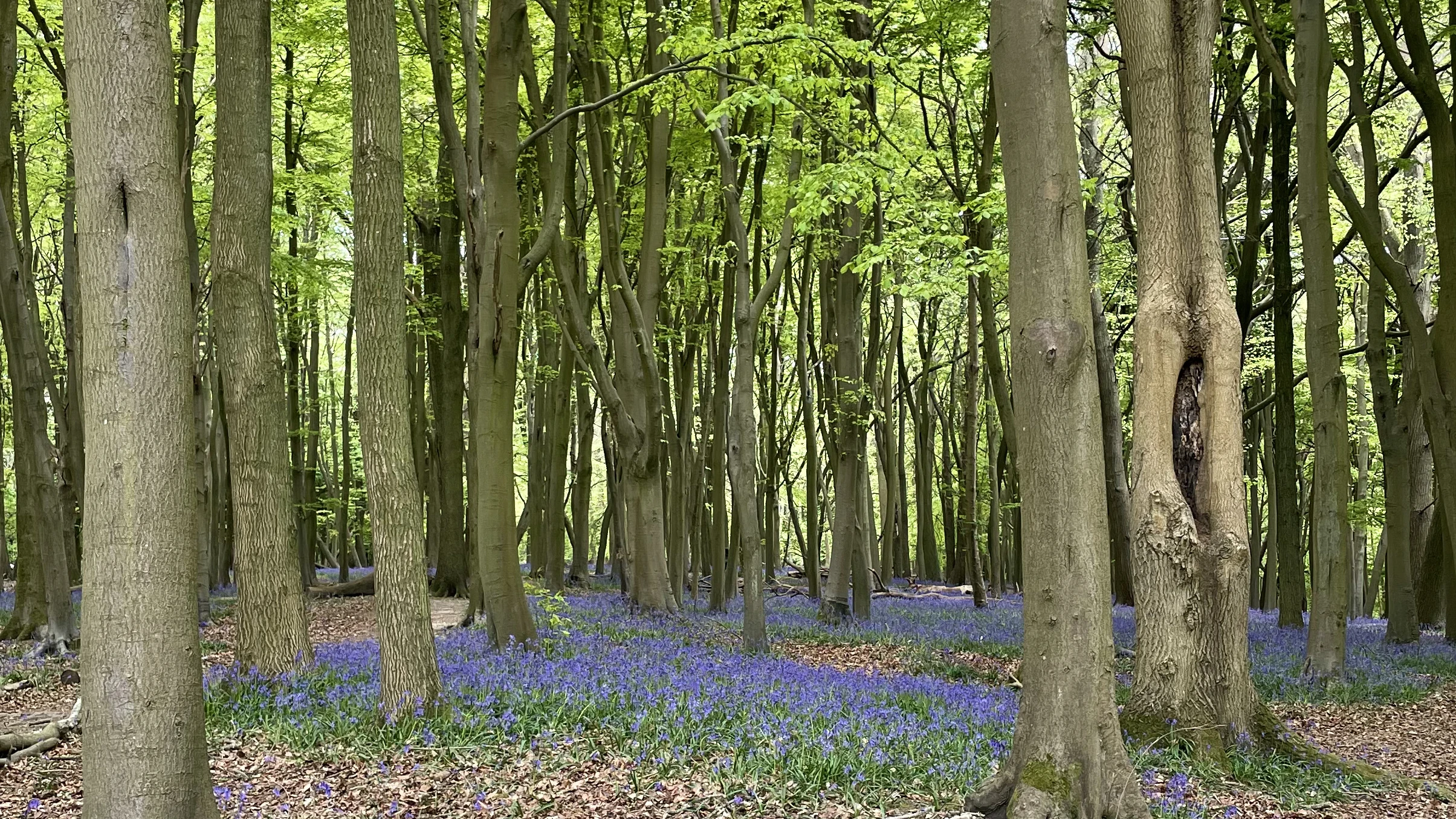 Forest with bluebells